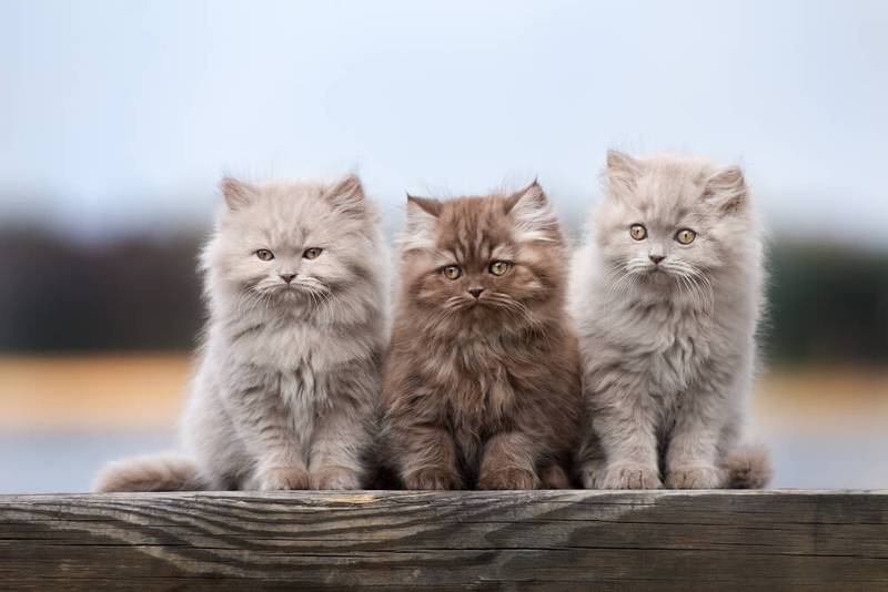 Можно ли котятам детское питание?
