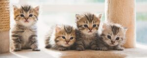 Можно ли котятам детское питание?
