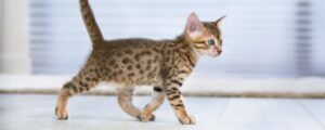 Как выбрать лоток для котенка: советы для заботливых владельцев