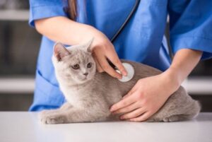 Кошку рвет после еды непереваренной пищей: причины и как помочь питомцу