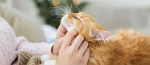Почему кошки плачут? Что означает слезоточивость у питомцев