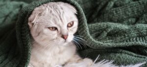Как избавиться от запаха кота? Практические советы для поддержания свежести в доме